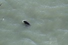 Missing Picture